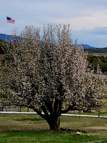Blooming tree ceremony location at Three Willows Ranch rustic wedding venue in Bayfield Colorado with mountain countryside views