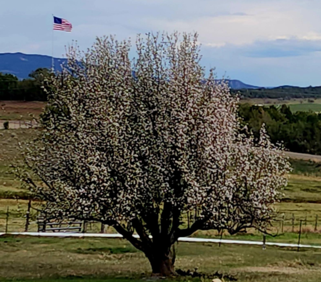 Blooming tree ceremony location at Three Willows Ranch rustic wedding venue in Bayfield Colorado with mountain countryside views