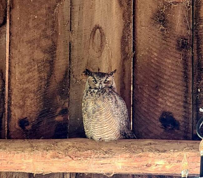 Owl perched inside historic barn at Three Willows Ranch rustic wedding venue in Bayfield Colorado