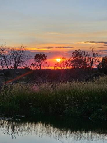 Vibrant countryside sunset over pond with tall grass and silhouetted trees at peaceful ranch setting.
