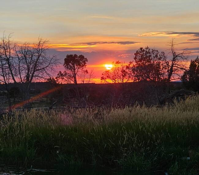 Vibrant countryside sunset over pond with tall grass and silhouetted trees at peaceful ranch setting.